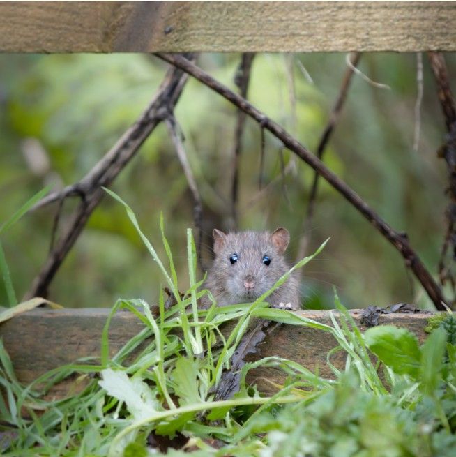 Rodent Control in Far Southwest Fort Worth
