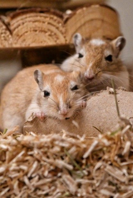 Rodent Control in Wedgwood