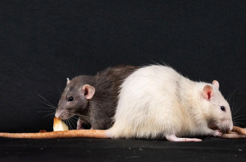 Rodent Control in TCU / West Cliff