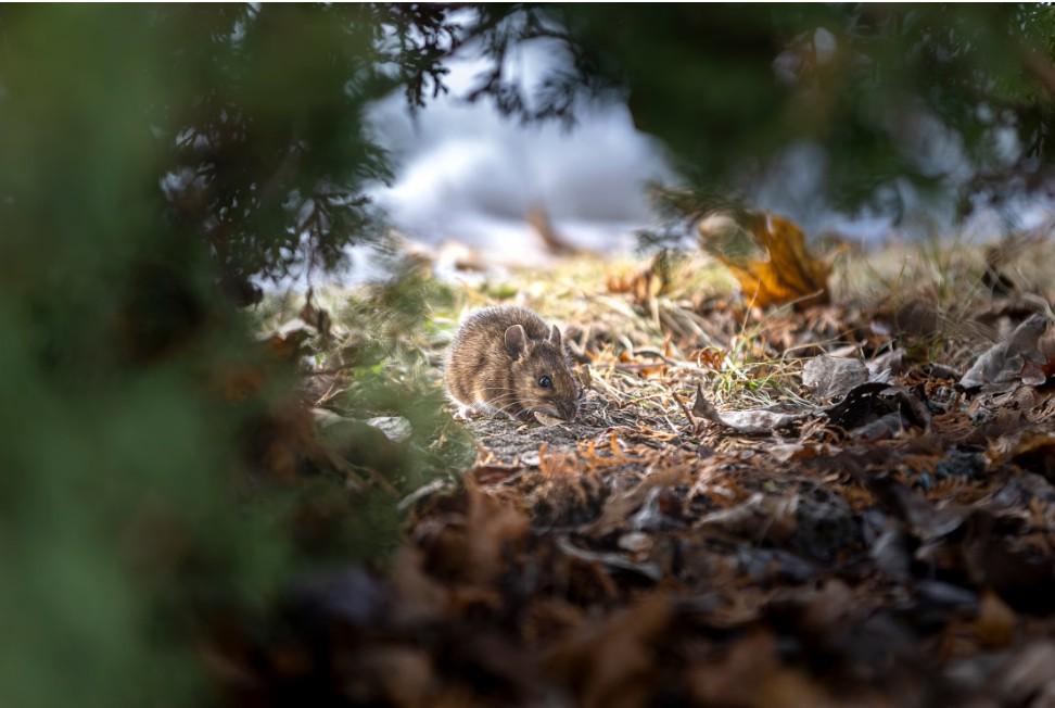 Rodent Control in Far West Fort Worth