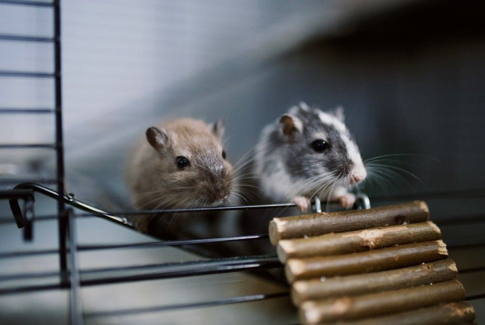Rodent Control in Far West Fort Worth