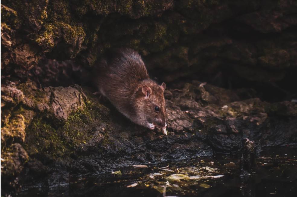 Rodent Control in TCU / West Cliff